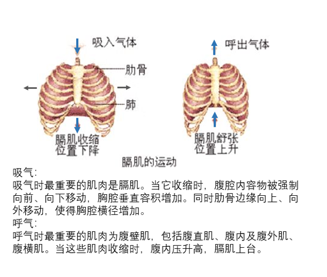 HL0901呼吸运动.png