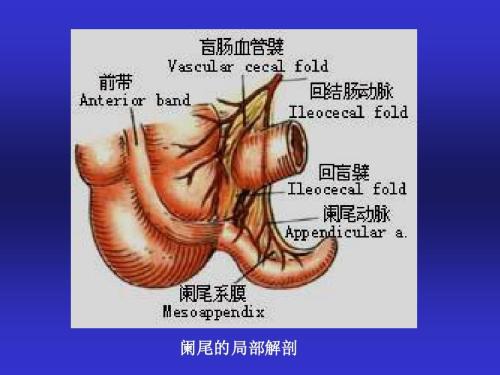 阑尾的解剖特点1.jpg