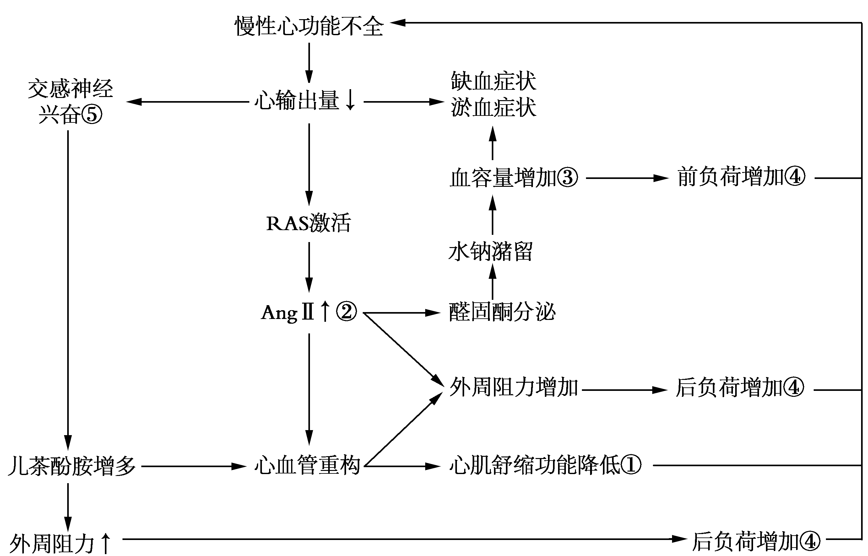 慢性心功能不全发病机制及药物作用环节.png