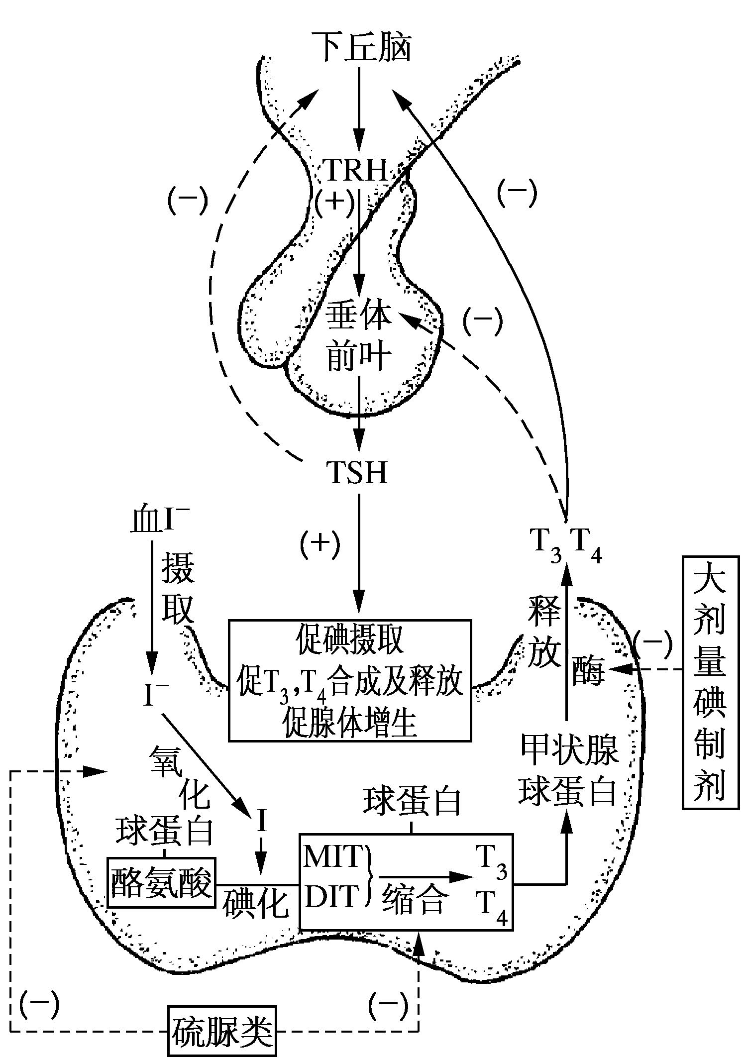 甲状腺激素的生物过程及抗甲状腺药的作用环节.png