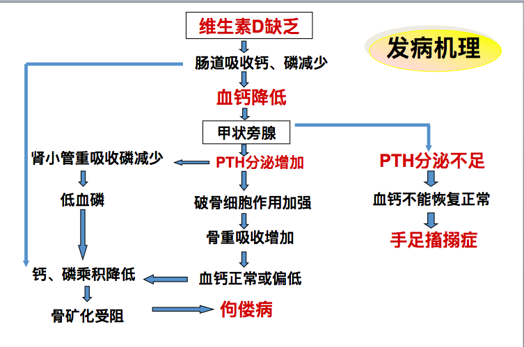 HL0701维生素D缺乏性疾病的发病机理.png